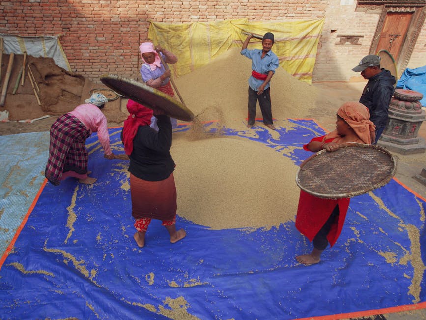 Timor's Traditional Farming Practices and Heritage