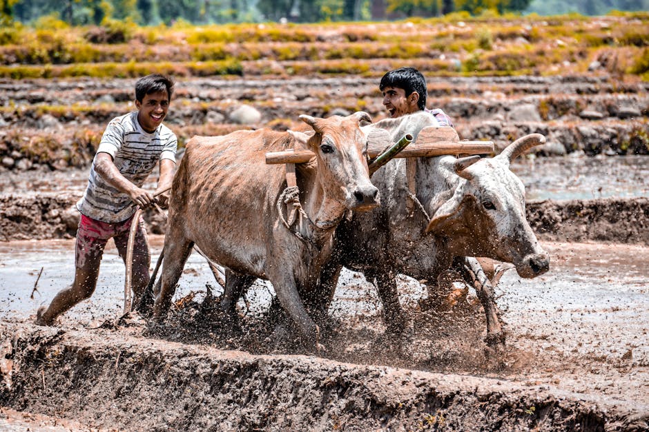 Timor's Traditional Farming Practices and Heritage
